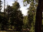 buena vista co vacation rentals